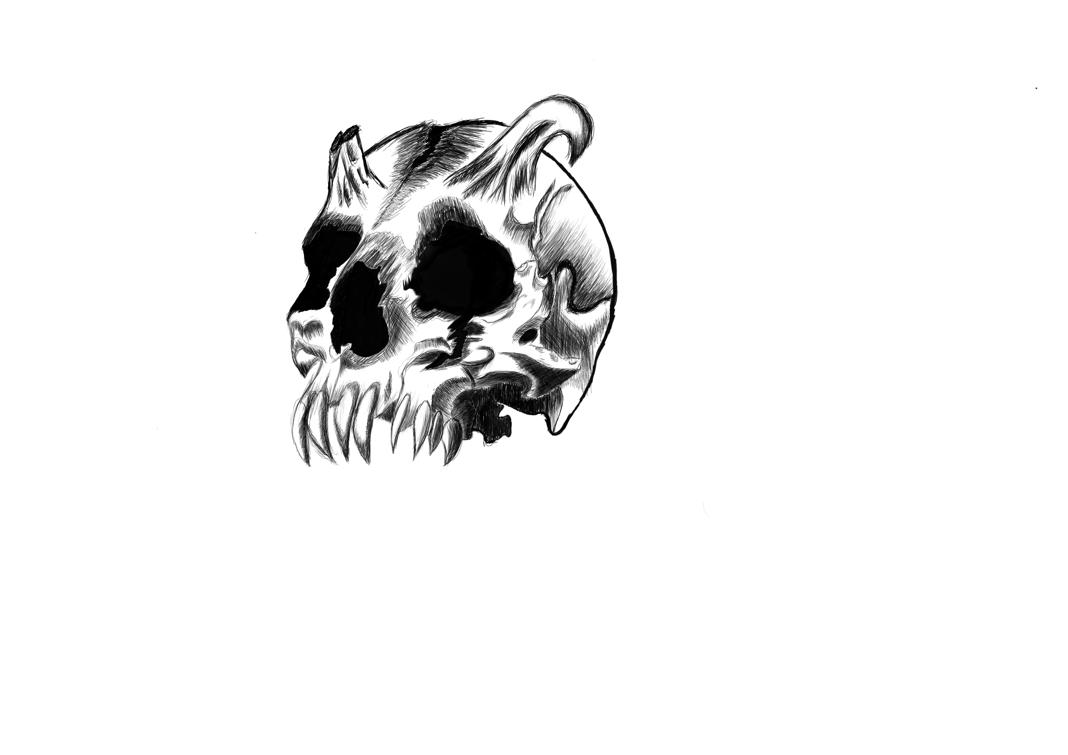 skull_drawing.jpg
