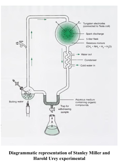 Miller Urey's Experiment